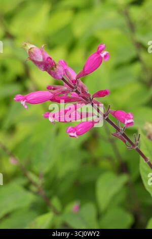 Salvia involucrata 'Hadspen'. Fleurs à lèvres rose foncé de sauge à feuilles rosées 'Hadspen', également appelée Salvia involucrata 'Mrs Pope' à la fin de l'été. ROYAUME-UNI Banque D'Images