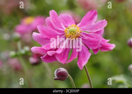 Anemone Pamina. Anémone hupehensis var. Japonica 'Pamina'. Fleurs doubles rose foncé d'anémone japonaise 'Pamina'. Anémone x hybrida 'Pamina' Banque D'Images