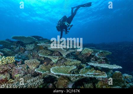 Scène sous-marine grand angle montrant un récif corallien et un plongeur à grande échelle dans le lagon de Mayotte (océan Indien occidental). Utilisation éditoriale Banque D'Images