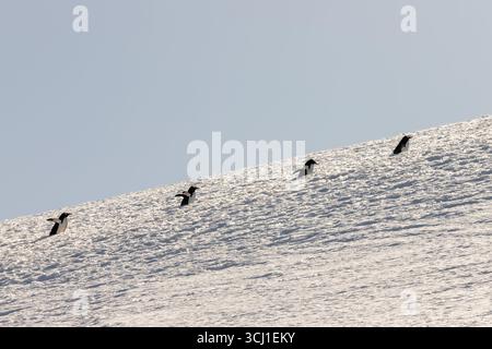 Le paysage incroyable et la faune sauvage des manchots Adélie sur l'île de Danco, en Antarctique. Icebergs, neige, montagnes, mer. Banque D'Images