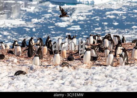 Le paysage incroyable et la faune sauvage des manchots Adélie sur l'île de Danco, en Antarctique. Icebergs, neige, montagnes, mer. Banque D'Images