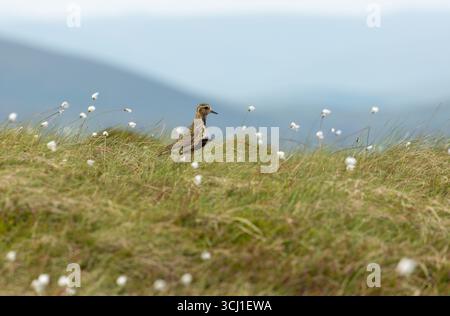 Pluvialis apricaria (pluvialis apricaria) en plumage d'été doré et noir sur landes, Écosse Banque D'Images