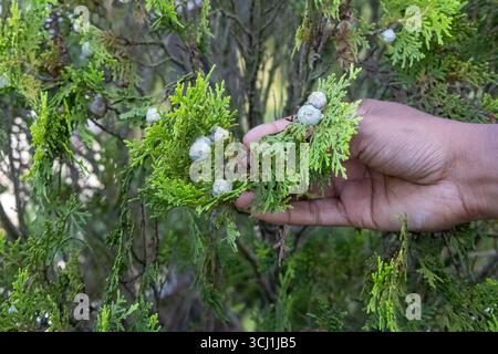 Main femelle tenant la branche chinoise thuja (Thuja orientalis), affichant son feuillage complexe et ses petits cônes femelles. Parfait pour la nature et botanique Banque D'Images