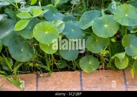 Feuilles vertes de la plante Centella Asiatica dans un jardin sur le toit. Aussi connue sous le nom de Gotu kola ou pennywort asiatique, cette herbe médicinale est riche en antioxydants Banque D'Images
