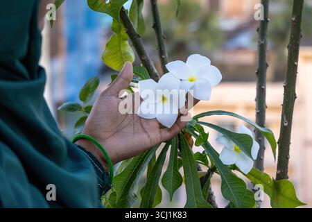 Gros plan de la main d'une femme musulmane touche doucement deux fleurs blanches de Frangipanier en fleurs dans un jardin sur le toit. Aussi connu sous le nom de Plumeria, fleur de cimetière, Banque D'Images