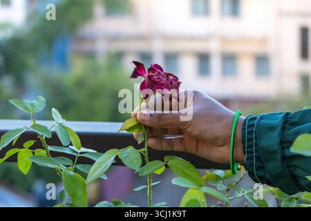 Gros plan d'une main féminine tenant une belle rose rouge mais presque sèche, toujours sur son usine dans un jardin sur le toit. Banque D'Images