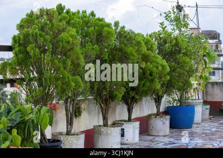 Gros plan des thuya orientaux (Platycladus orientalis) qui prospèrent dans de vieilles baignoires en plastique sur un jardin sur le toit. Parfait pour des concepts comme Livi durable Banque D'Images