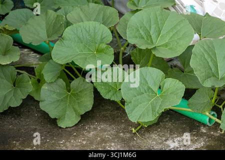 Gros plan du feuillage frais et vert de pastèque (Cucumis melo) d'un jardin luxuriant sur le toit, mettant en évidence la texture de la plante et sa croissance saine. Banque D'Images