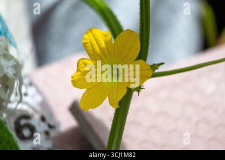 Gros plan d'une fleur de pastèque jaune éclatante (Cucumis melo) fleurissant dans un jardin, avec des pétales détaillés et du pollen. Banque D'Images