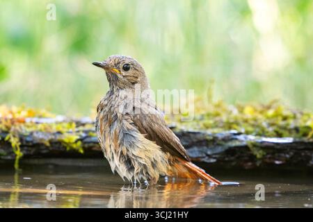 Commun Redstart Phoenicurus phoenicurus est un oiseau chanteur. L'oiseau se baigne. Gros plan. Banque D'Images