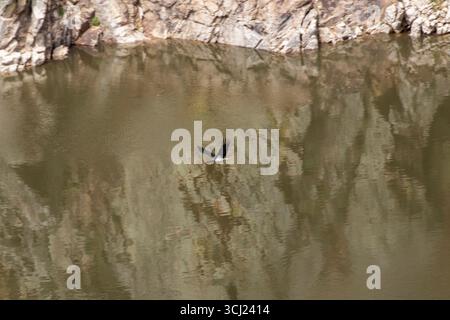 Cigogne noire survolant les eaux calmes du tage, reflétant les falaises rocheuses du parc national de Monfragüe Banque D'Images