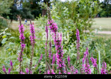 Loosestrife pourpre (Lythrum salicaria) poussant à côté d'un petit étang faunique à Clissold Park, Hackney, Londres, Royaume-Uni Banque D'Images
