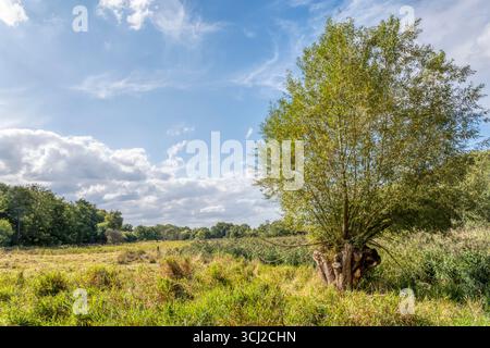 Un saule pollardé dans la vallée de Wensum, Norfolk. Banque D'Images