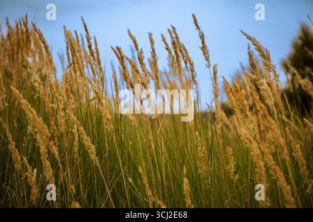Gros plan de l'oreille dorée de l'herbe contre le ciel bleu Banque D'Images