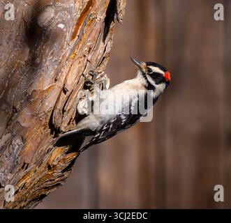 Un Downy Woodpecker s'arrête un instant alors qu'il grimpe sur l'écorce d'un grand arbre. Vue rapprochée avec de bons détails. Banque D'Images