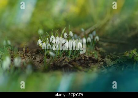 Gouttes de neige dans le jardin. Belles gouttes de neige en fleurs poussant dans la neige blanche. Banque D'Images
