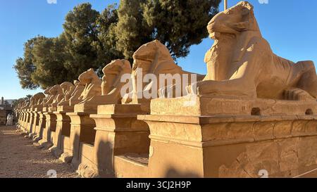 Temple de Karnak, Louxor, Égypte - 10 février 2025 : statues de sphinx en grès à tête de bélier le long de l'allée des Sphinx occidentaux au temple de Karnak, illuminées par Even Banque D'Images