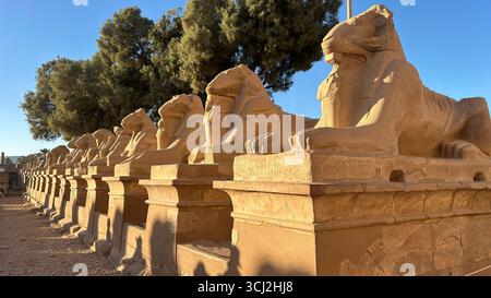 Temple de Karnak, Louxor, Égypte - 10 février 2025 : statues de sphinx en grès à tête de bélier le long de l'allée des Sphinx occidentaux au temple de Karnak, illuminées par Even Banque D'Images