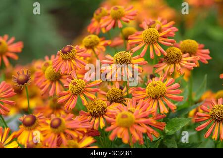 Hélium « Loysder Wieck » jaune délicat et orange rouillé, éneezweed, en fleur. Banque D'Images