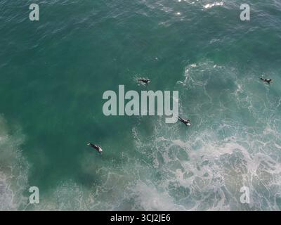 Une vue aérienne de l'océan alors que les vagues turquoises se brisent et s'écument. Le cliché capture un groupe de surfeurs pagayant dans l'eau, leurs petites formes redéfinies Banque D'Images