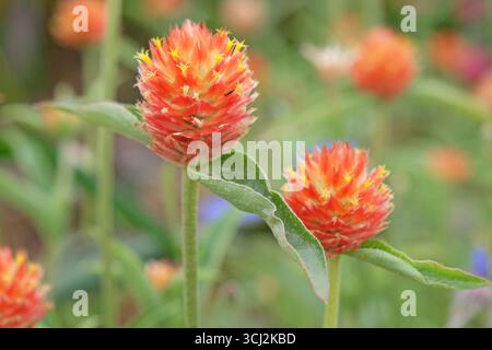 Rouge Gomphrena haageana, l'amarante du globe Rio Grande ou fleur du globe, en fleurs. Banque D'Images