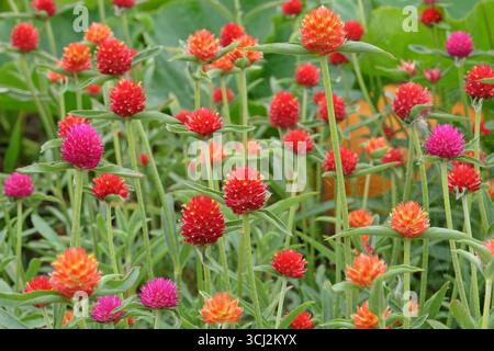 Violet et rouge Gomphrena haageana, l'amarante du globe Rio Grande ou fleur du globe, en fleurs. Banque D'Images