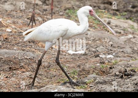 African Spoonbill (Platalea alba) marchant sur des vasières, parc national Kruger, Afrique du Sud Banque D'Images