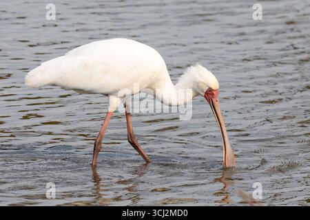 African Spoonbill (Platalea alba) pêche au barrage Sunset, parc national Kruger, Afrique du Sud Banque D'Images