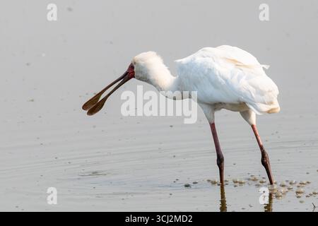 Bec de cuillère africain (Platalea alba), rivière Sweni, parc national Kruger, Afrique du Sud Banque D'Images