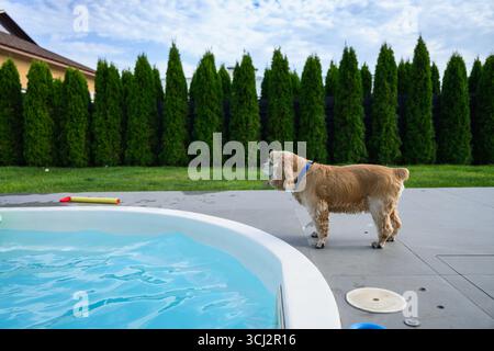 Chien d'épagneul cocker doré avec col bleu debout près du bord d'une piscine dans le jardin de l'arrière-cour sur une journée d'été ensoleillée. Banque D'Images