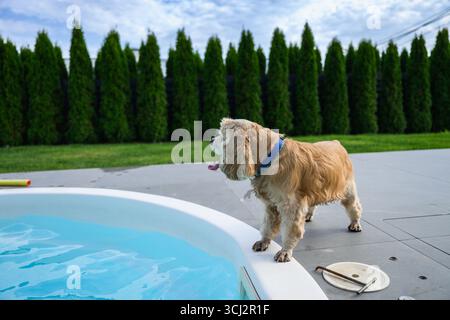 Chien d'épagneul cocker doré avec col bleu debout près du bord d'une piscine dans le jardin de l'arrière-cour sur une journée d'été ensoleillée. Banque D'Images