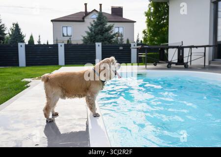 Chien d'épagneul cocker doré avec col bleu debout près du bord d'une piscine dans le jardin de l'arrière-cour sur une journée d'été ensoleillée. Banque D'Images