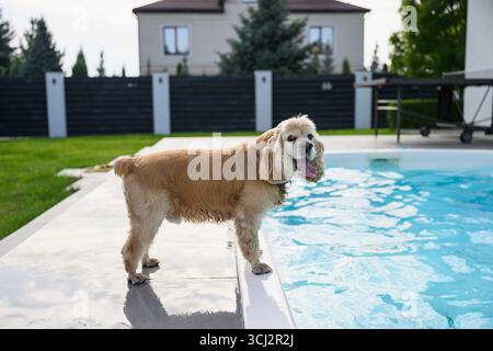 Chien d'épagneul cocker doré avec col bleu debout près du bord d'une piscine dans le jardin de l'arrière-cour sur une journée d'été ensoleillée. Chien regardant la caméra. Banque D'Images