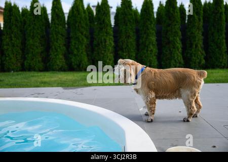 Chien d'épagneul cocker doré avec col bleu debout près du bord d'une piscine dans le jardin de l'arrière-cour sur une journée d'été ensoleillée. Banque D'Images