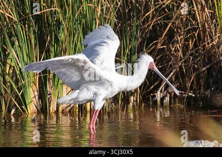 African Spoonbill (Platalea alba), fléchissant ses ailes avant de décoller, Abrahamskraal, Langebaan, Côte Ouest, Afrique du Sud Banque D'Images