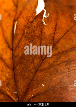 Brown que la sec Banque D'Images