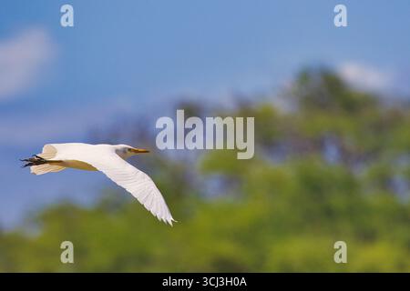 Profil d'une aigrette blanche de bovins en vol. Banque D'Images