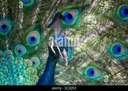 Le perruque indien (Pavo cristatus), également connu sous le nom de paon, perruque commune ou perruque bleue. Banque D'Images