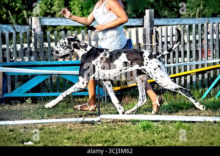 Une femme marchant avec un grand chien danois en été. Banque D'Images