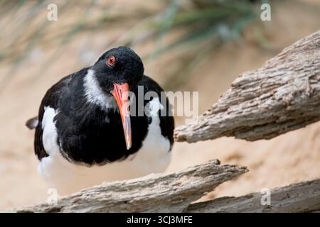 L'Oystercatcher eurasien (Haematopus ostralegus) également connu sous le nom d'Oystercatcher du pied commun, ou simplement Oystercatcher. Banque D'Images
