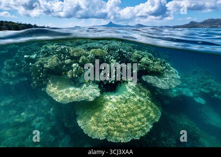Récif corallien dur dans la lagune de Mayotte, habitat vital pour la vie marine pourtant menacé par le changement climatique, le blanchissement et la pression humaine. Banque D'Images