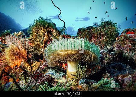 Récif corallien dur dans la lagune de Mayotte, habitat vital pour la vie marine pourtant menacé par le changement climatique, le blanchissement et la pression humaine. Banque D'Images