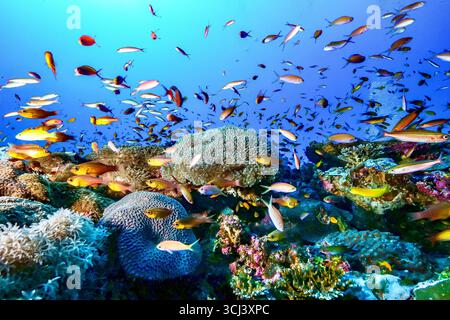 Récif corallien dur dans la lagune de Mayotte, habitat vital pour la vie marine pourtant menacé par le changement climatique, le blanchissement et la pression humaine. Banque D'Images