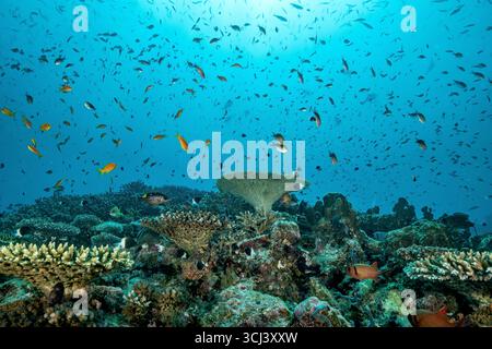 Récif corallien dur dans la lagune de Mayotte, habitat vital pour la vie marine pourtant menacé par le changement climatique, le blanchissement et la pression humaine. Banque D'Images