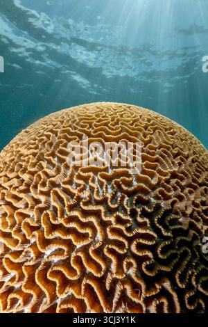 Récif corallien dur dans la lagune de Mayotte, habitat vital pour la vie marine pourtant menacé par le changement climatique, le blanchissement et la pression humaine. Banque D'Images