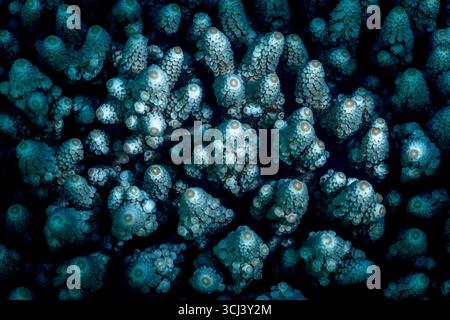 Récif corallien dur dans la lagune de Mayotte, habitat vital pour la vie marine pourtant menacé par le changement climatique, le blanchissement et la pression humaine. Banque D'Images