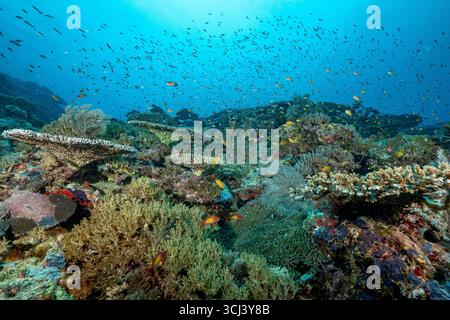 Récif corallien dur dans la lagune de Mayotte, habitat vital pour la vie marine pourtant menacé par le changement climatique, le blanchissement et la pression humaine. Banque D'Images