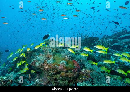 Récif corallien dur dans la lagune de Mayotte, habitat vital pour la vie marine pourtant menacé par le changement climatique, le blanchissement et la pression humaine. Banque D'Images
