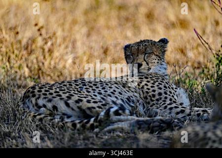 Un guépard couché dans le Bush Banque D'Images