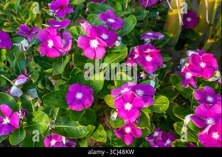 Un groupe vibrant de fleurs de pervenche rose en pleine floraison, entouré de feuilles vertes luxuriantes. Parfait pour la nature, le jardin et les thèmes floraux Banque D'Images
